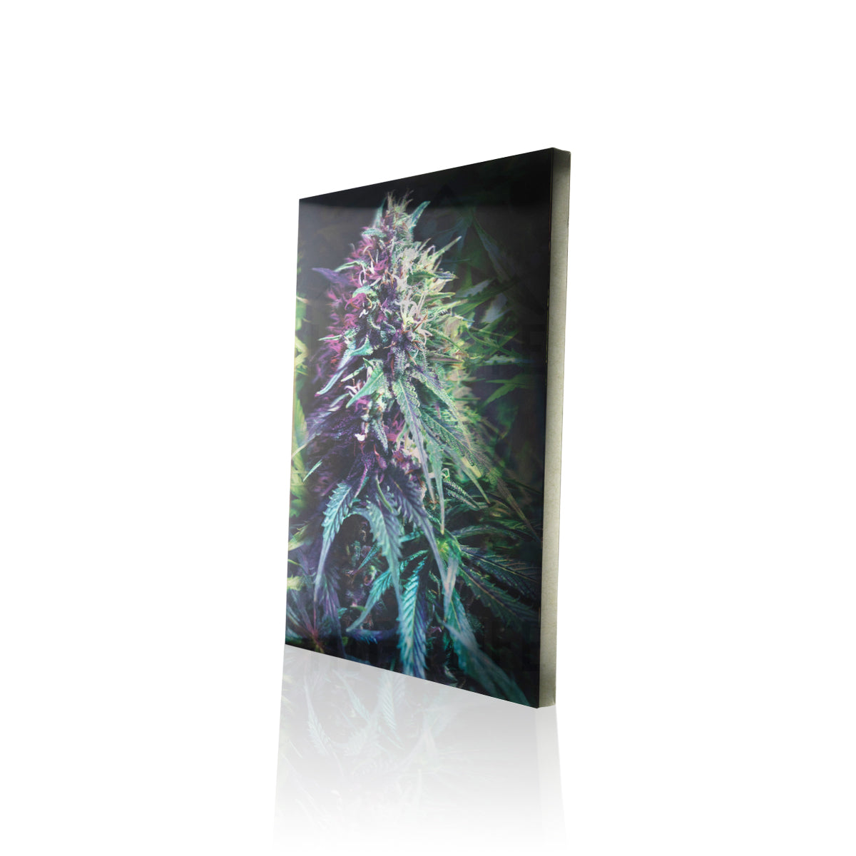 Cannabis Triplet 3D Holographic Print