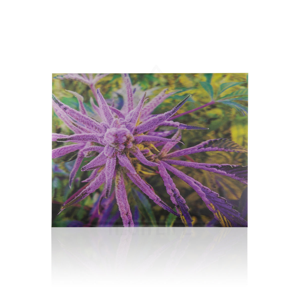 Orange Haze Bud 3D Holographic Print