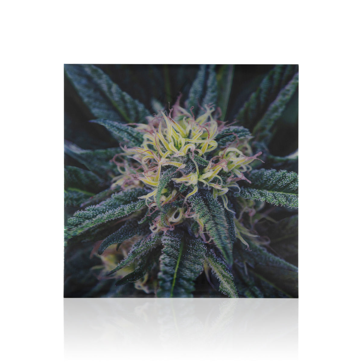 Platinum Buffalo 3D Holographic Print