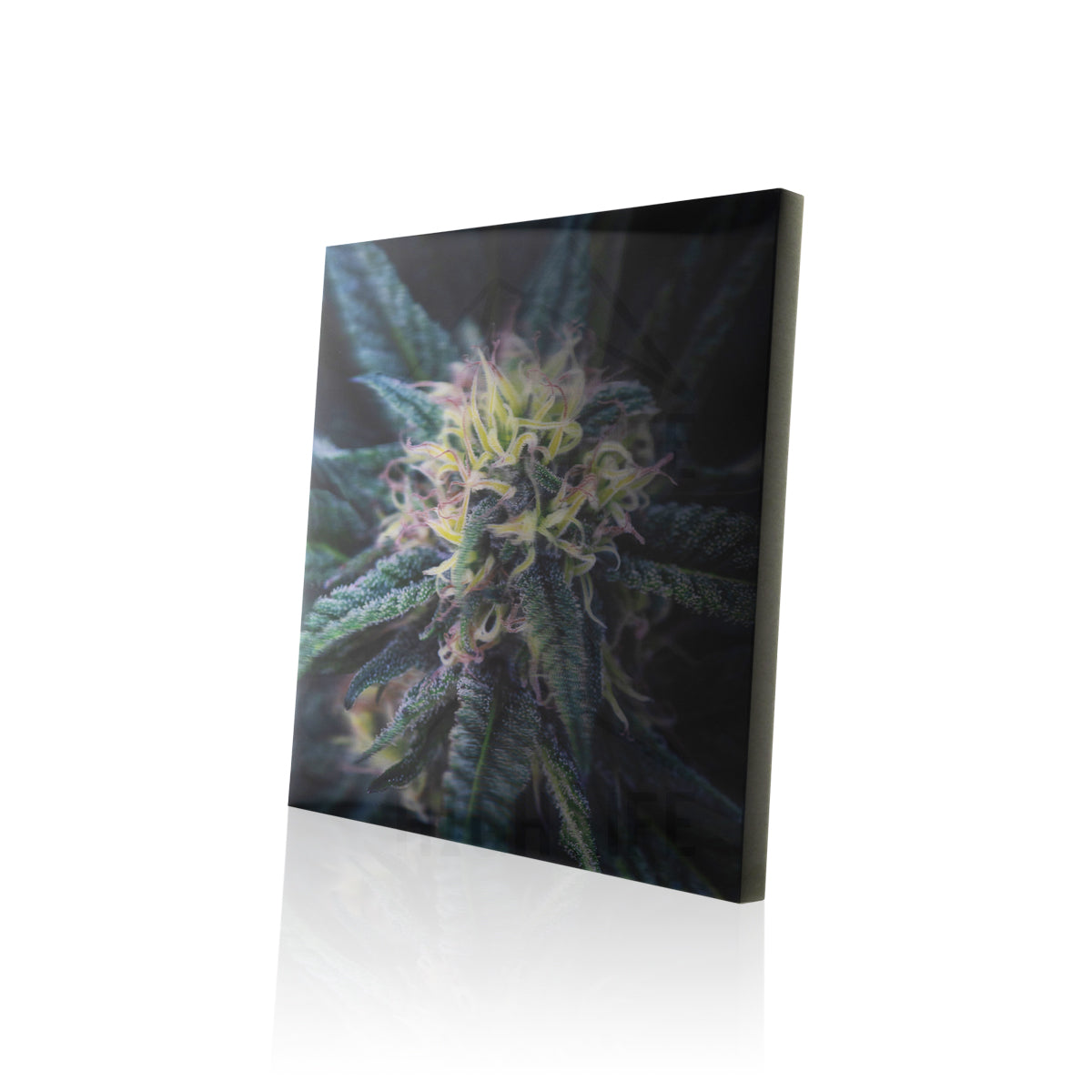 Platinum Buffalo 3D Holographic Print