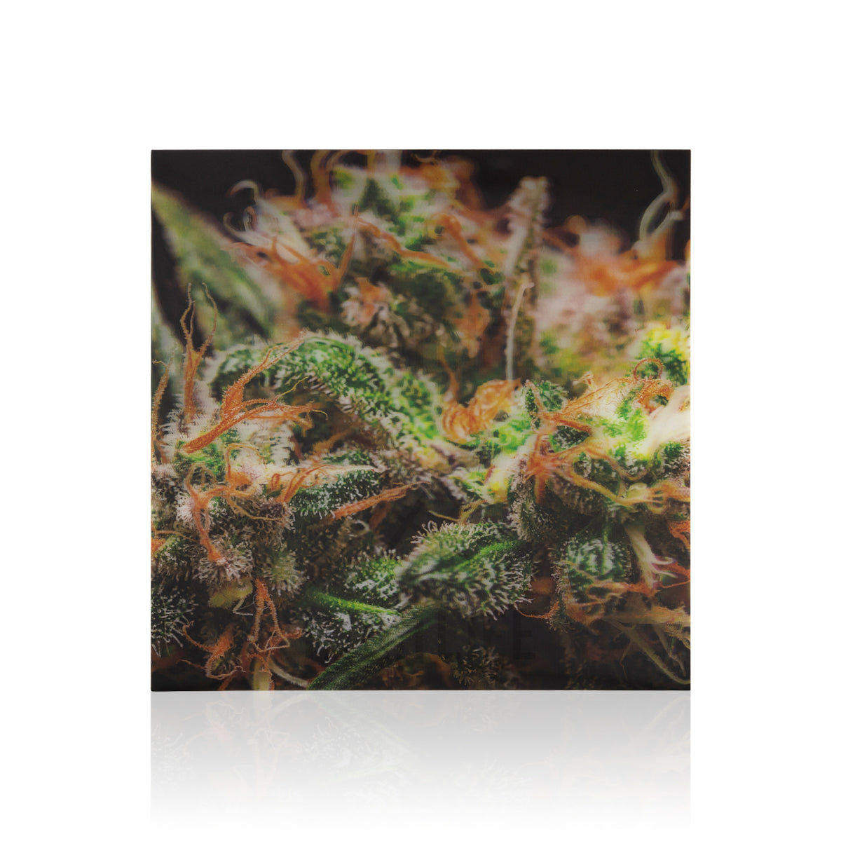 Pink Lady 3D Holographic Print