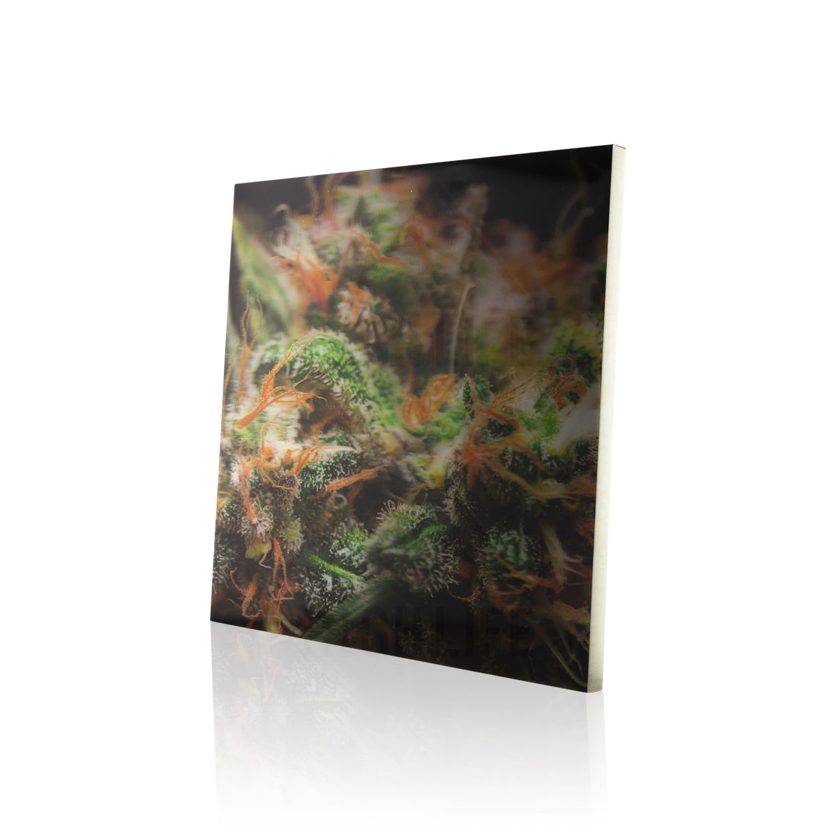 Pink Lady 3D Holographic Print