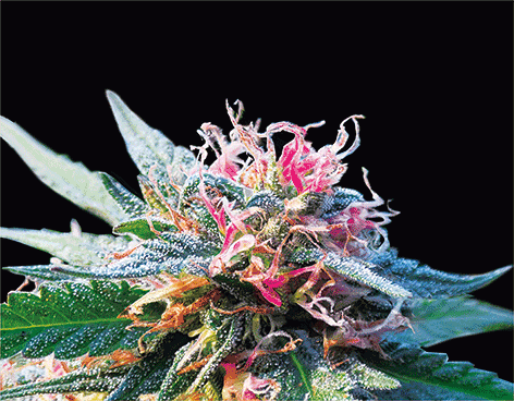 Bubba Kush 3D Lenticular 3D Print Motion