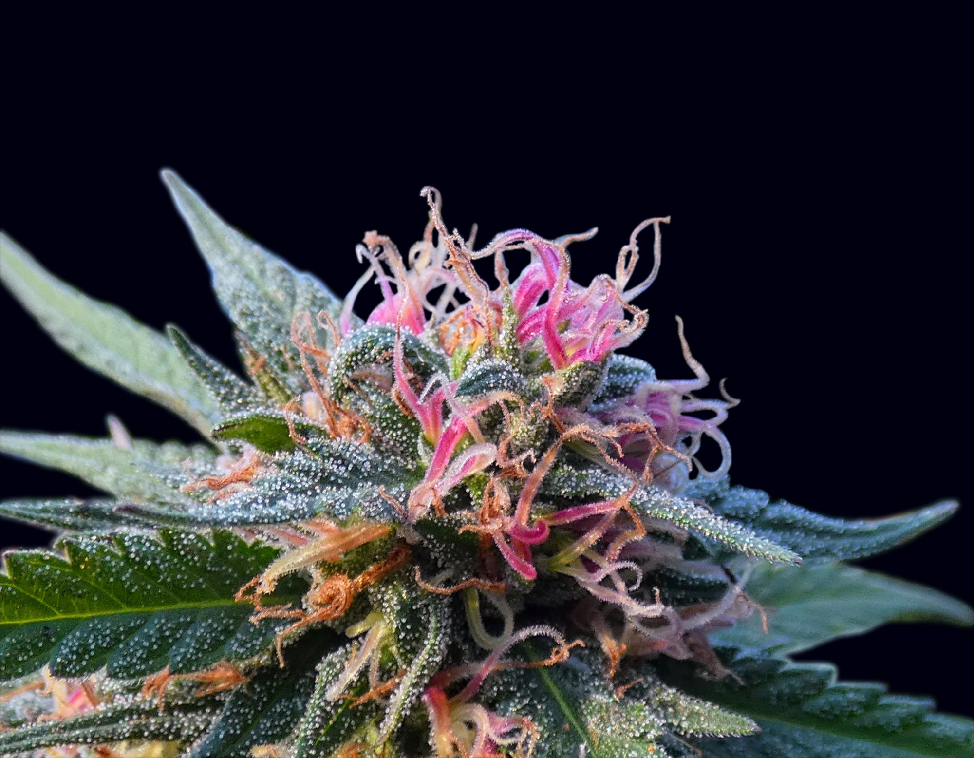 Bubba Kush 3D Lenticular 3D Print Front view