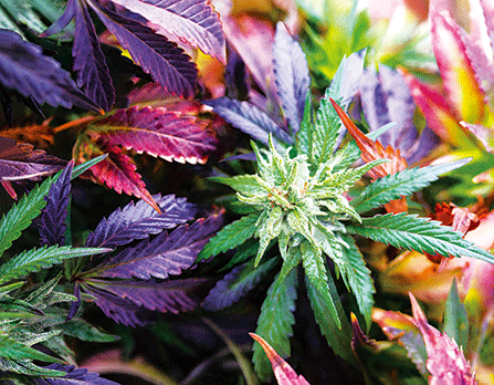 Garden Delight 3D Lenticular 3D Print Motion