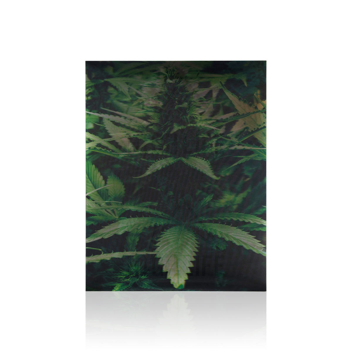 Cannabis Triplet 3D Holographic Print